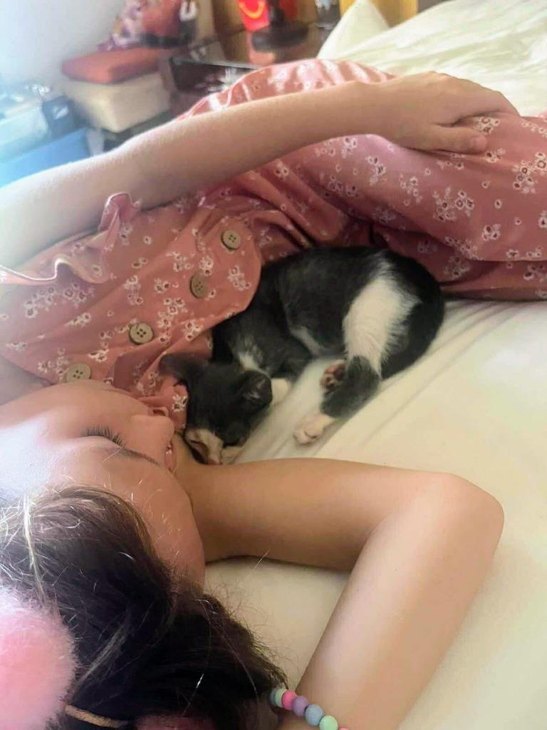 Archie, Adoptable, Young Male Domestic Short Hair.