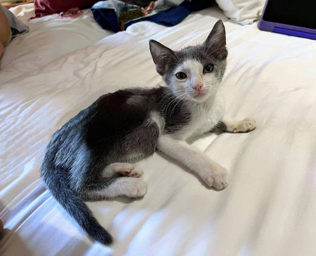 Enlarge Archie, a Adoptable mixed breed in Calgary, AB image 2/6