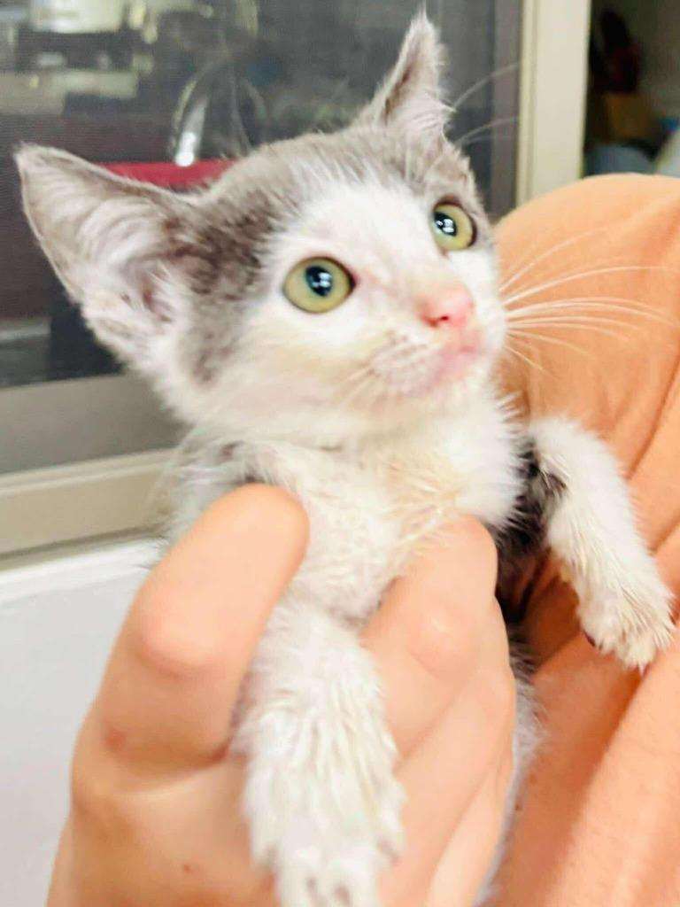 Enlarge Archie, a Adoptable mixed breed in Calgary, AB image 3/6