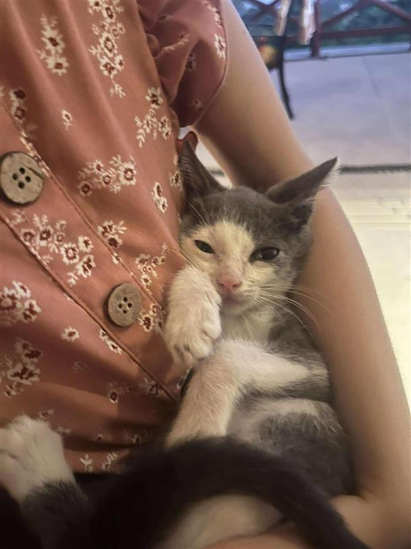 Enlarge Archie, a Adoptable mixed breed in Calgary, AB image 4/6