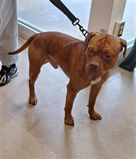 HADES, Adoptable, Young Male Pit Bull Terrier.