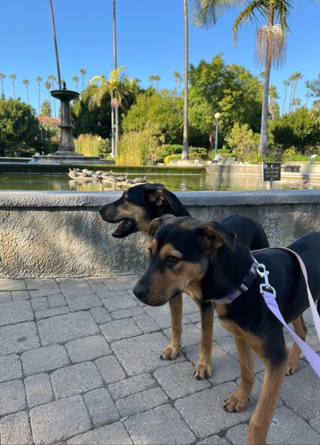 Minnie and Daisy (bonded pair), an adopted mixed breed in Sierra Madre, CA image 6/6