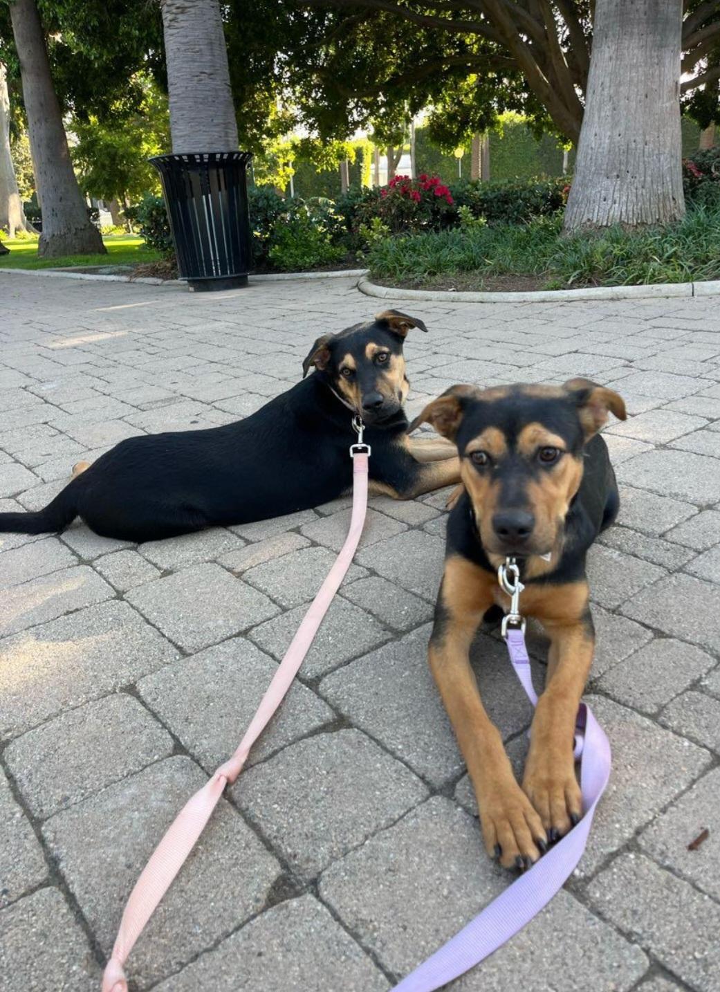 Minnie and Daisy (bonded pair), an adopted mixed breed in Sierra Madre, CA image 3/6