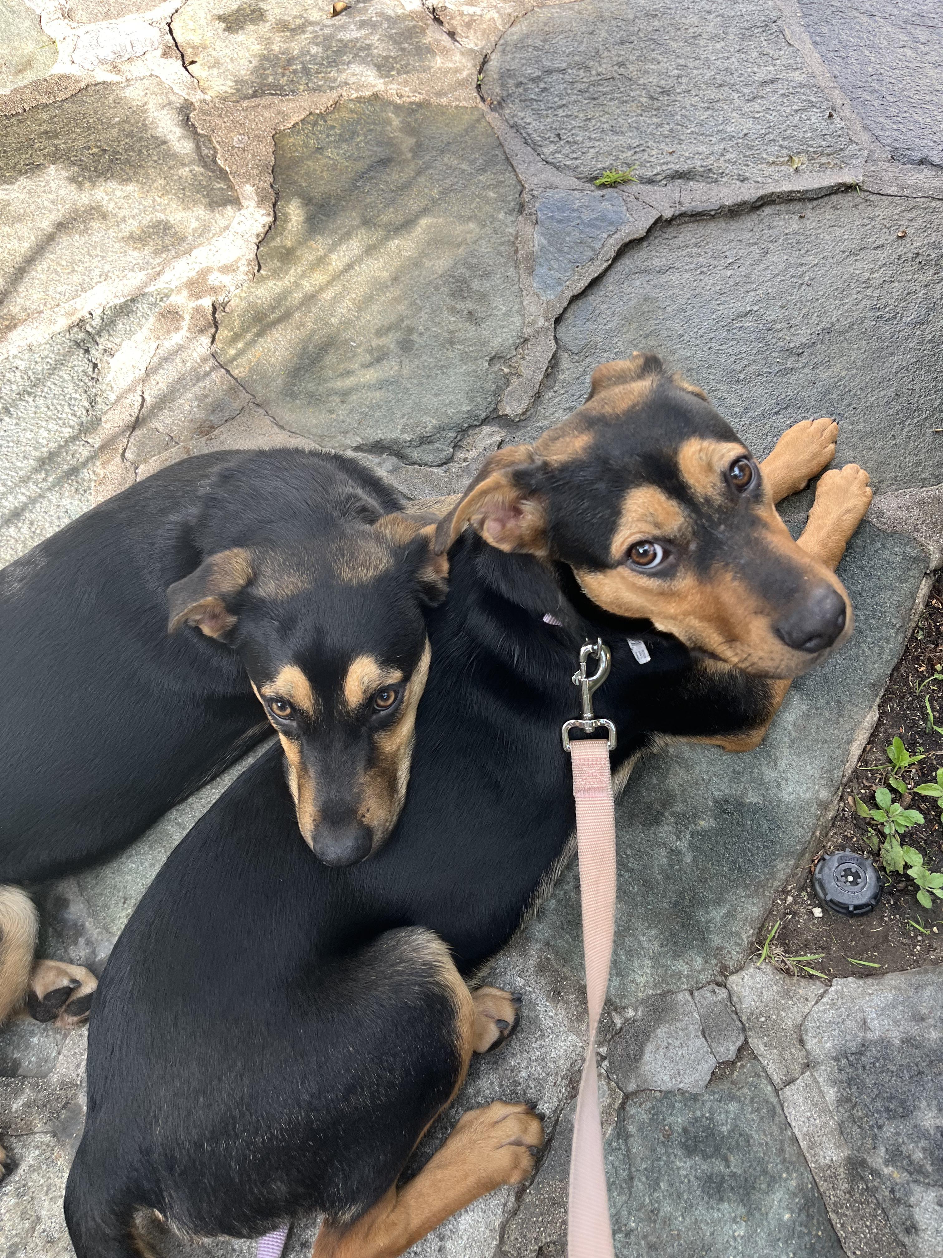 Minnie and Daisy (bonded pair), an adopted mixed breed in Sierra Madre, CA image 2/6