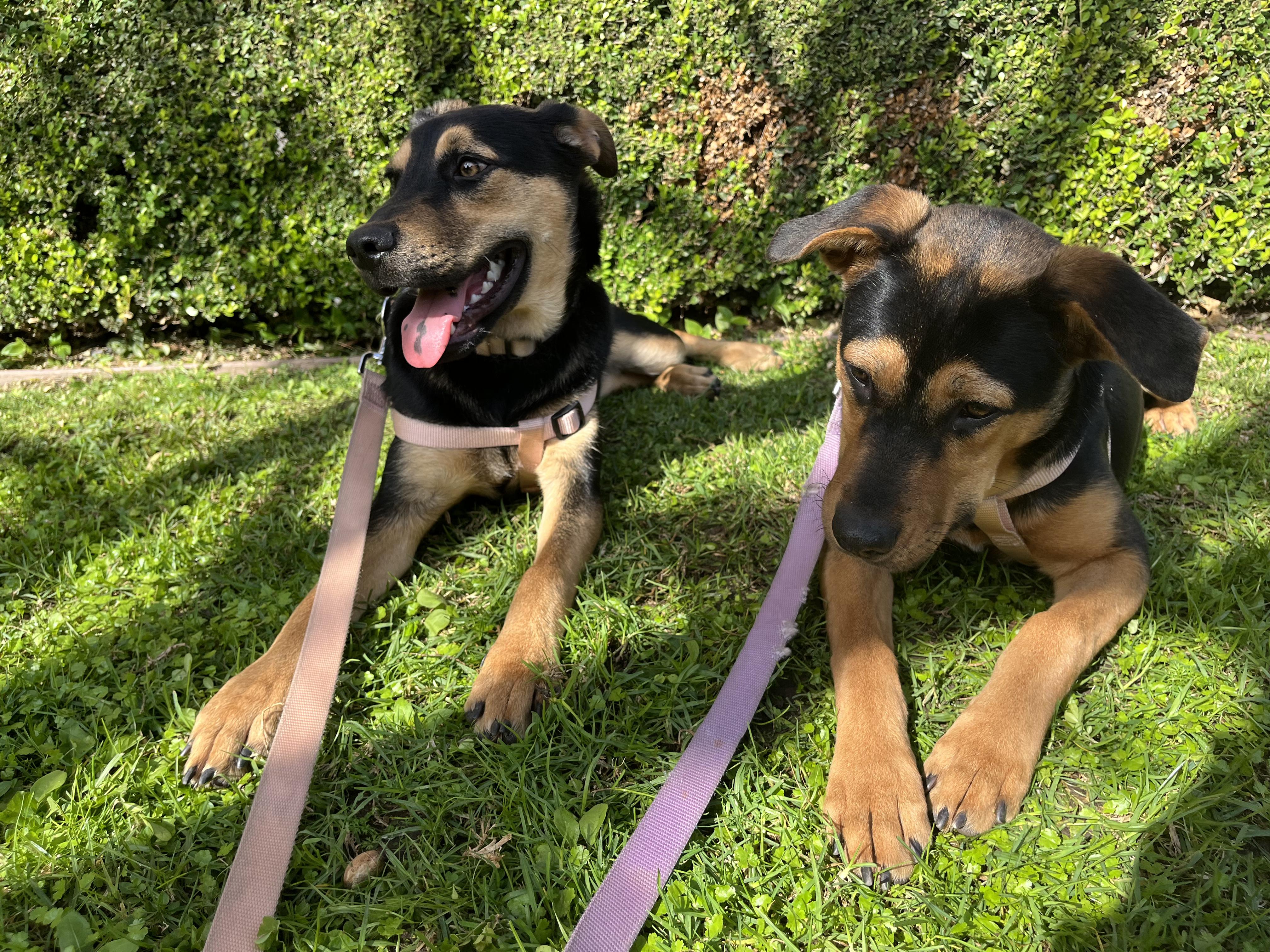 Minnie and Daisy (bonded pair), an adopted mixed breed in Sierra Madre, CA image 1/6