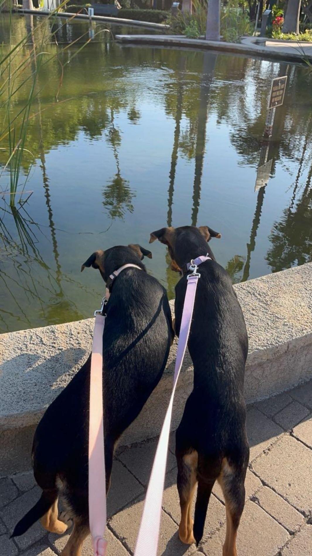 Minnie and Daisy (bonded pair), an adopted mixed breed in Sierra Madre, CA image 5/6