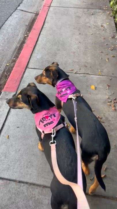 Enlarge Minnie and Daisy (bonded pair), an adopted mixed breed in Sierra Madre, CA video 4/6