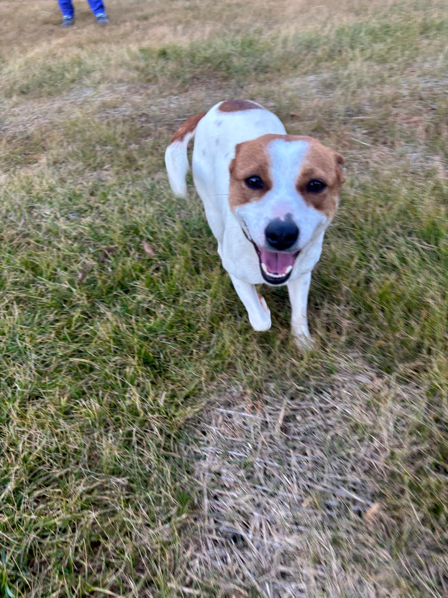 Jackie, a Adoptable Jack Russell Terrier in Gaffney, SC image 1/3