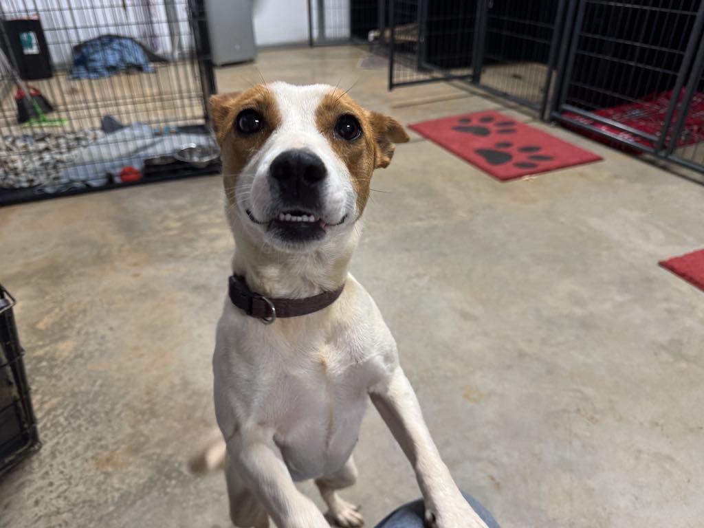 Jackie, a Adoptable Jack Russell Terrier in Gaffney, SC image 3/3
