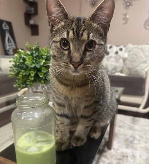 Enlarge Athena, a Adoptable Domestic Short Hair in Greenbelt, MD image 2/2