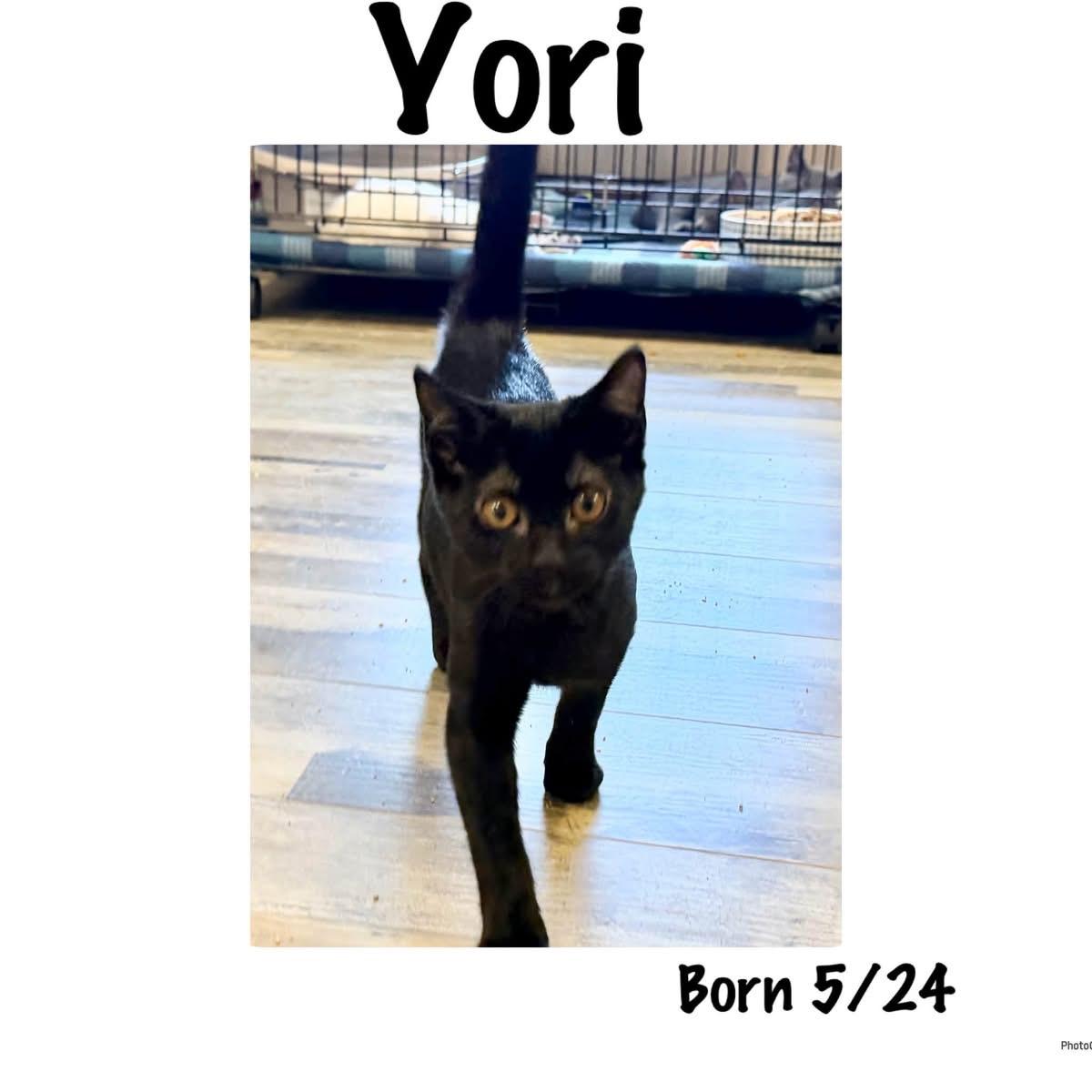 Yori (Graceful), Adoptable, Kitten Female Domestic Short Hair.