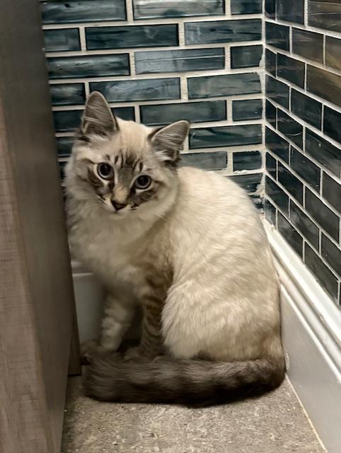 Bandit, an adopted mixed breed in Maitland, FL image 5/6