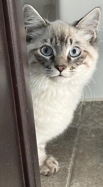 Bandit, adopted, Kitten Male Himalayan & Siamese.