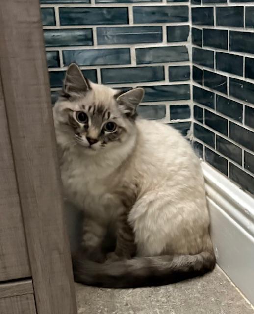 Bandit, an adopted mixed breed in Maitland, FL image 3/6