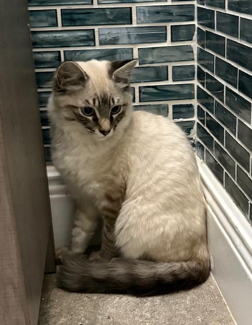 Bandit, an adopted mixed breed in Maitland, FL image 4/6