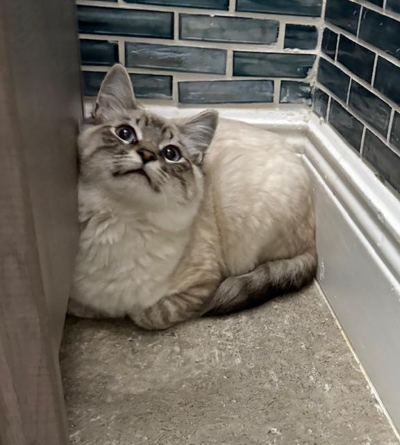 Bandit, an adopted mixed breed in Maitland, FL image 6/6