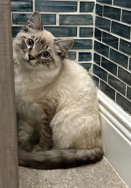 Bandit, an adopted mixed breed in Maitland, FL image 2/6