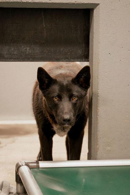 Enlarge Parker , a ADOPTABLE Mixed Breed in Redmond, OR image 1/1