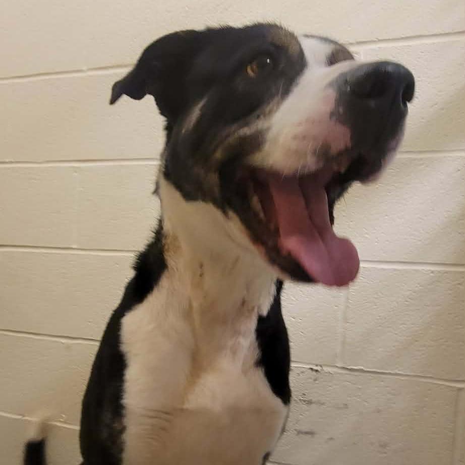 Dill, Adoptable, Adult Male Pit Bull Terrier.