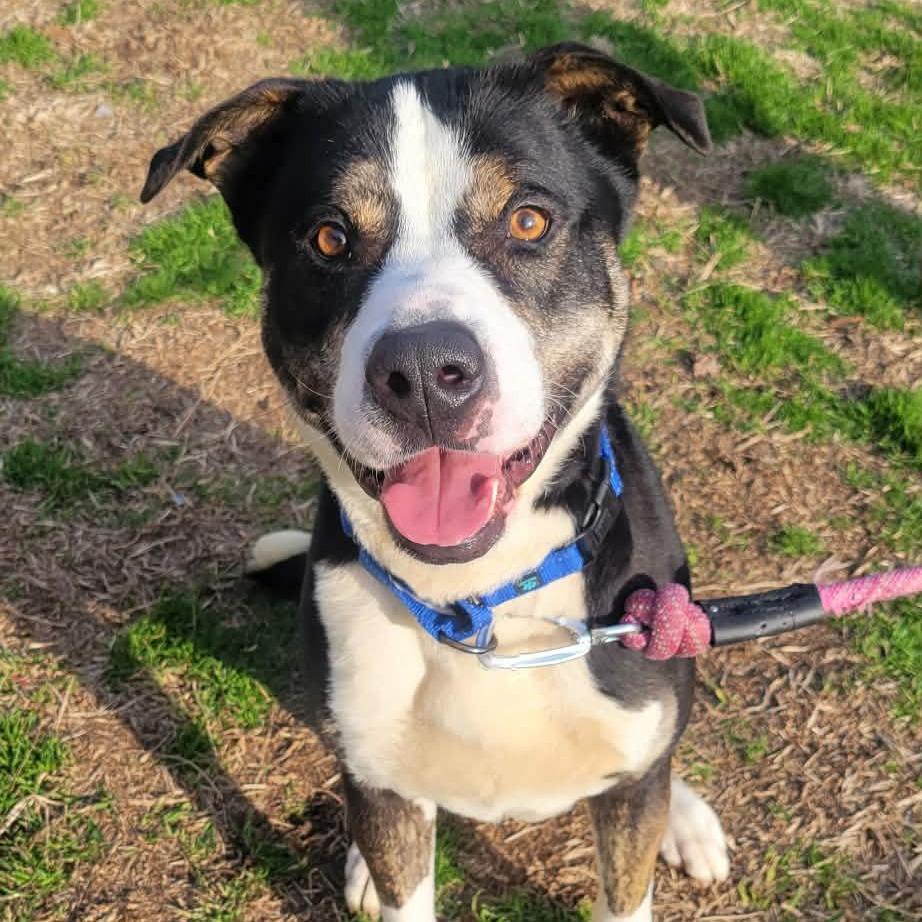 Enlarge Dill, a Adoptable mixed breed in Concord, NC image 2/2