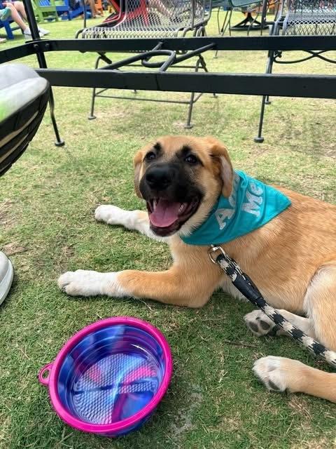 26-015 Alanna, Adoptable, Puppy Female German Shepherd Dog & Great Pyrenees.