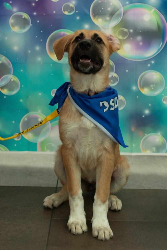 26-015 Alanna, a Adoptable mixed breed in Richardson, TX image 2/6