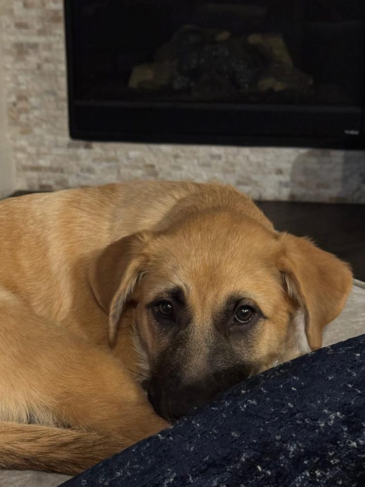 26-015 Alanna, a Adoptable mixed breed in Richardson, TX image 4/6