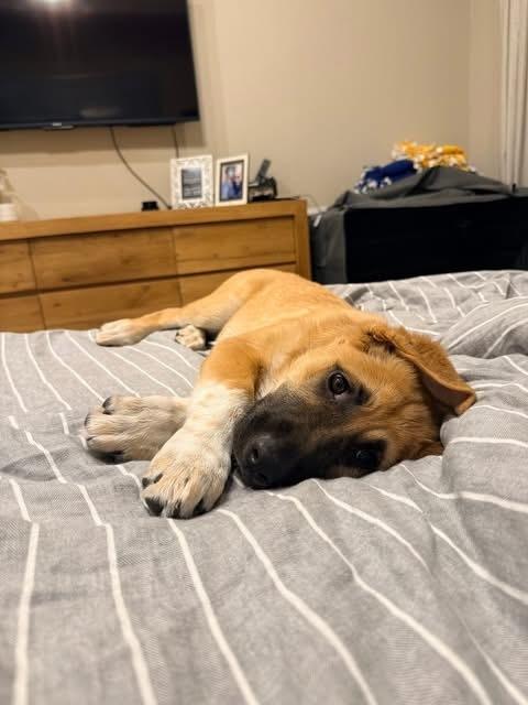 26-015 Alanna, a Adoptable mixed breed in Richardson, TX image 5/6
