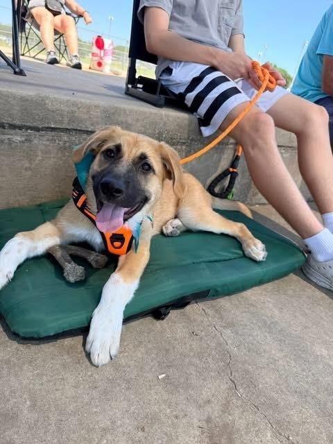 26-015 Alanna, a Adoptable mixed breed in Richardson, TX image 6/6