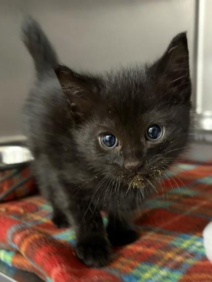Moon @ PetSmart in Athens, GA, Adoptable, Kitten Male Domestic Short Hair.