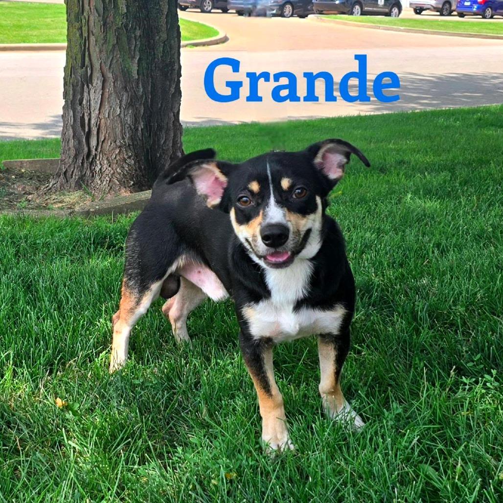 Grande, Adoptable, Young Male Mixed Breed.