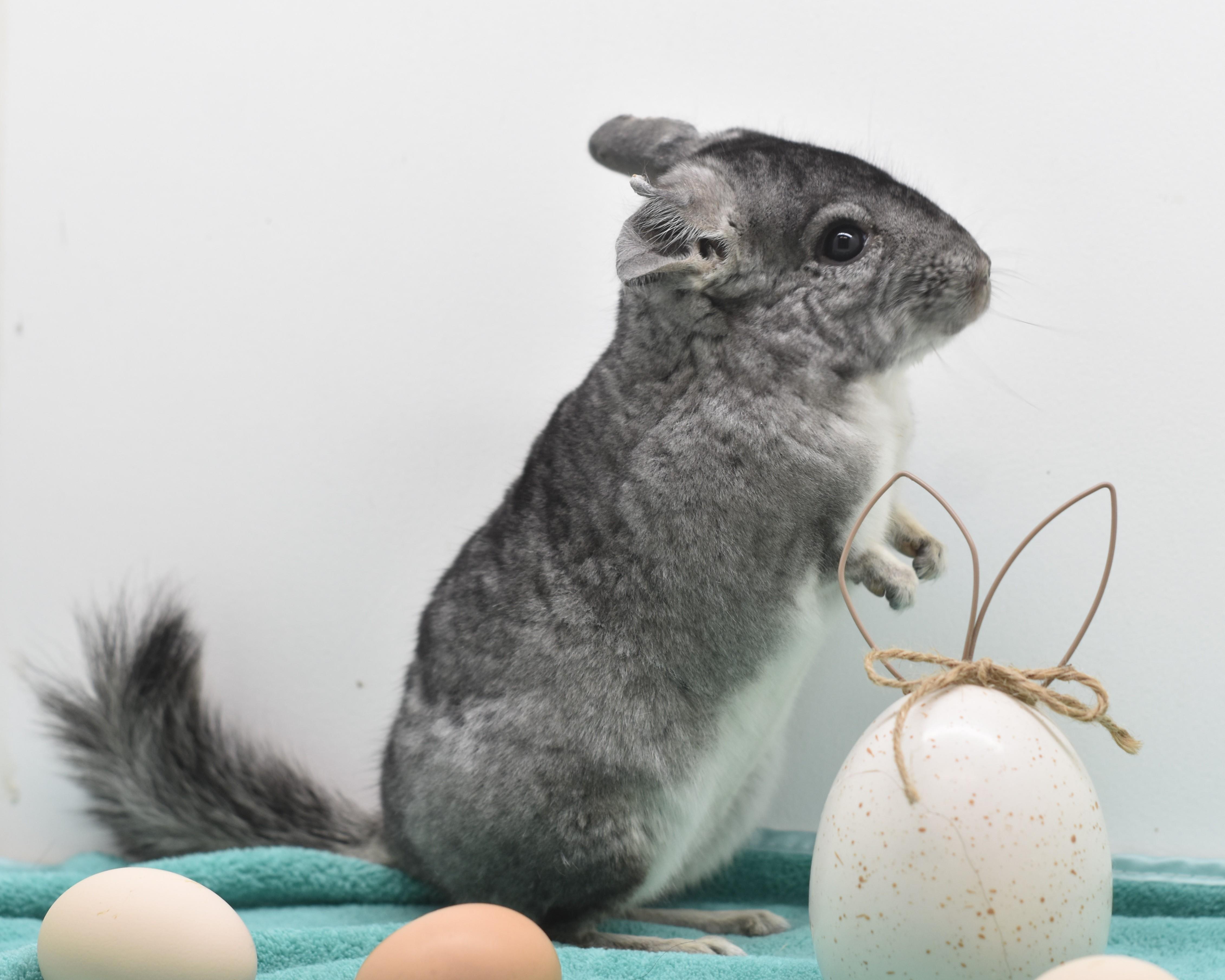 Enlarge Powder, an adopted Chinchilla in Wolcott, IN image 4/6