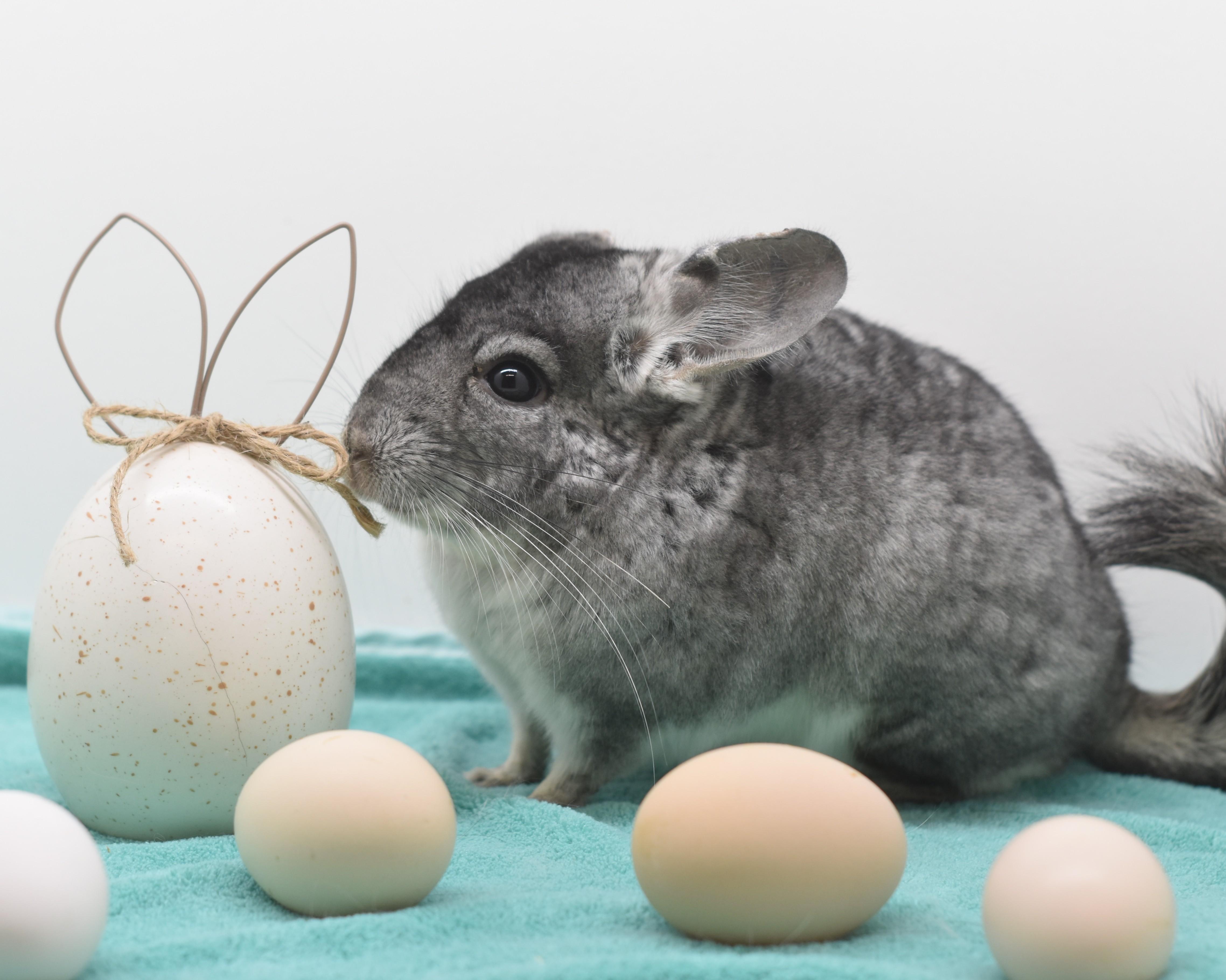 Enlarge Powder, an adopted Chinchilla in Wolcott, IN image 6/6