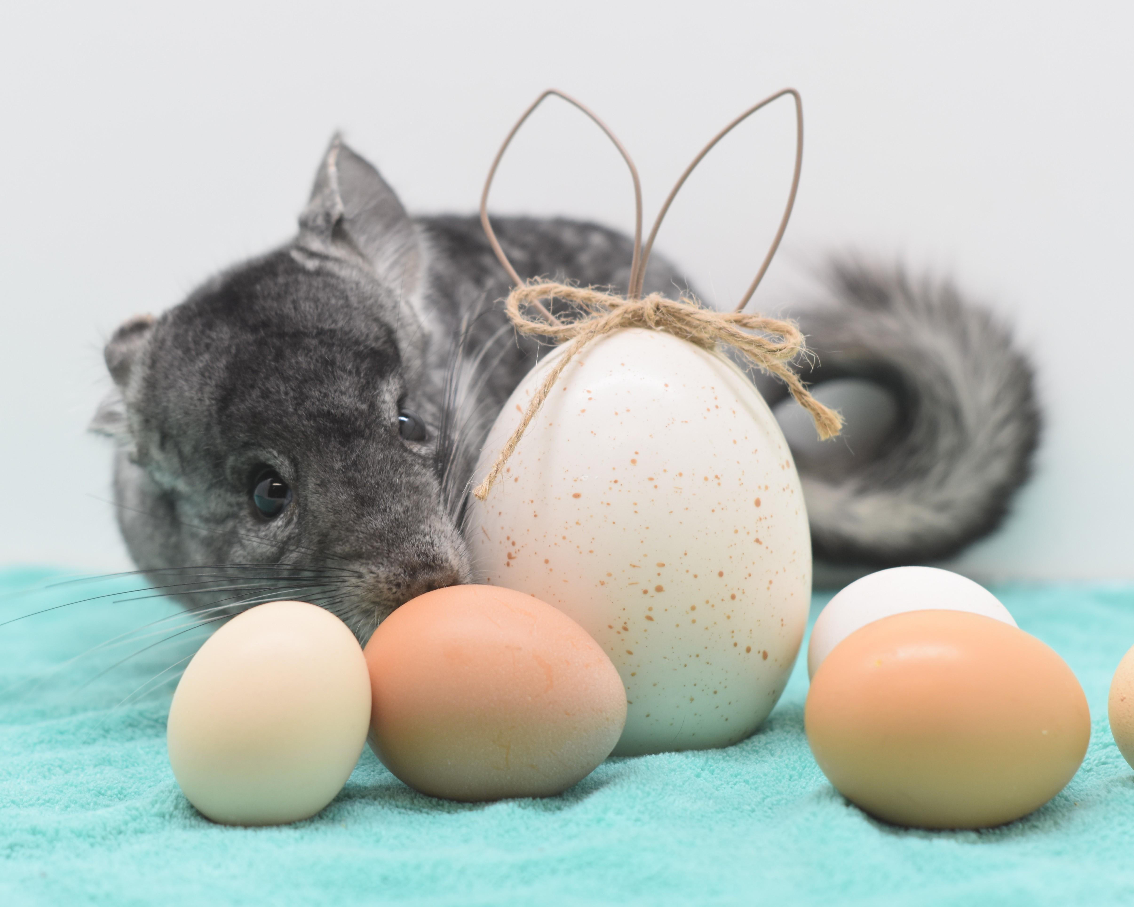 Enlarge Powder, an adopted Chinchilla in Wolcott, IN image 2/6