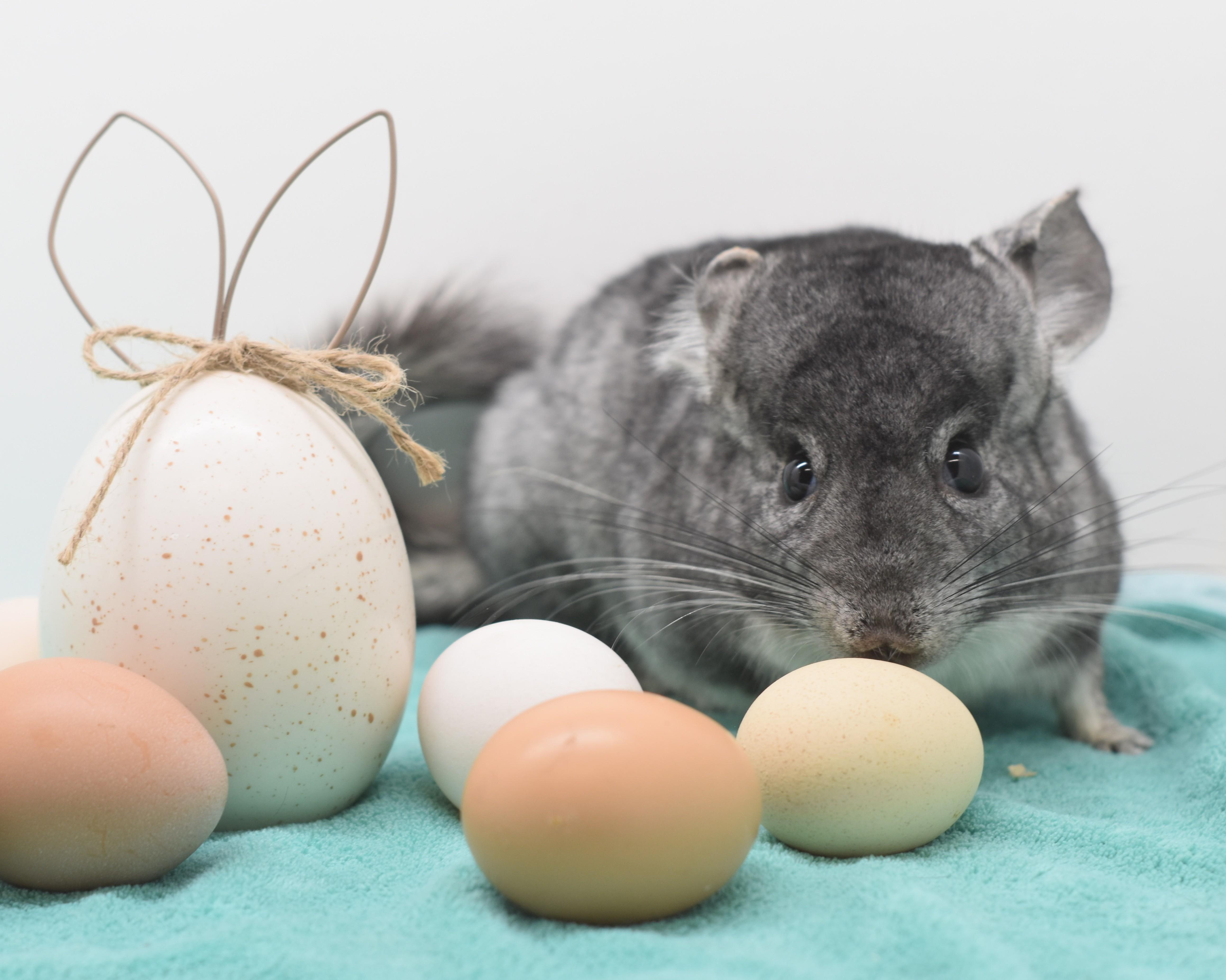 Enlarge Powder, an adopted Chinchilla in Wolcott, IN image 5/6