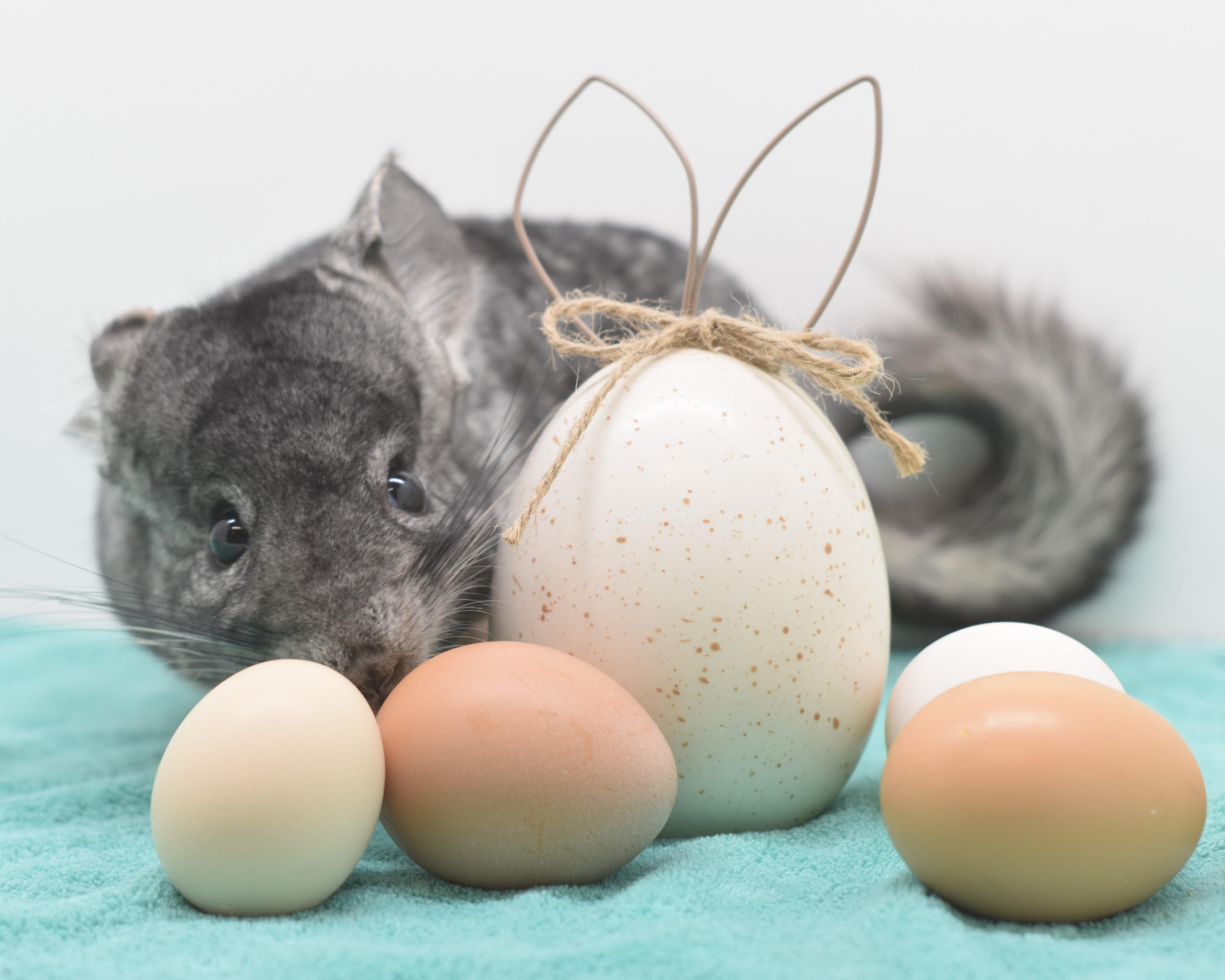 Enlarge Powder, an adopted Chinchilla in Wolcott, IN image 3/6