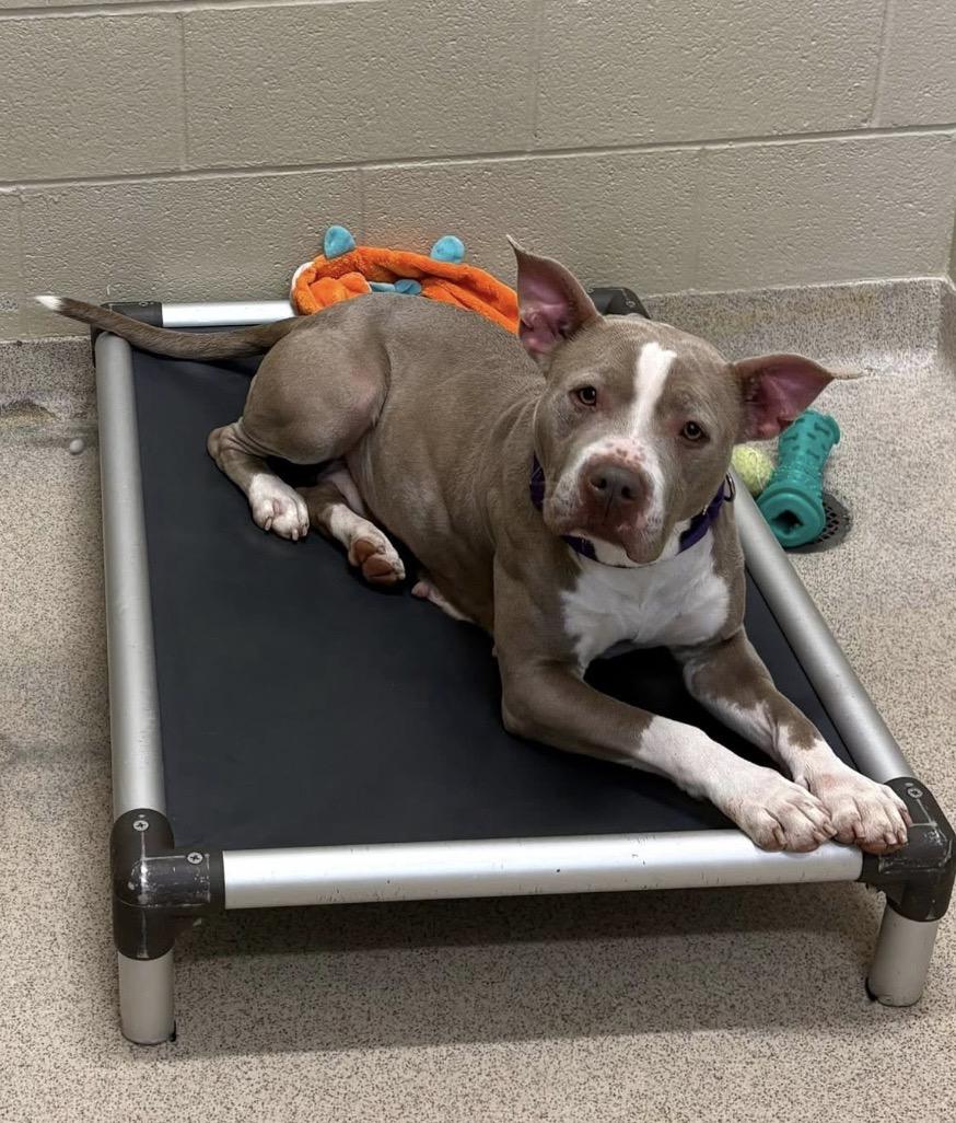 Enlarge Anna, a ADOPTABLE Pit Bull Terrier in Youngstown, OH image 1/2