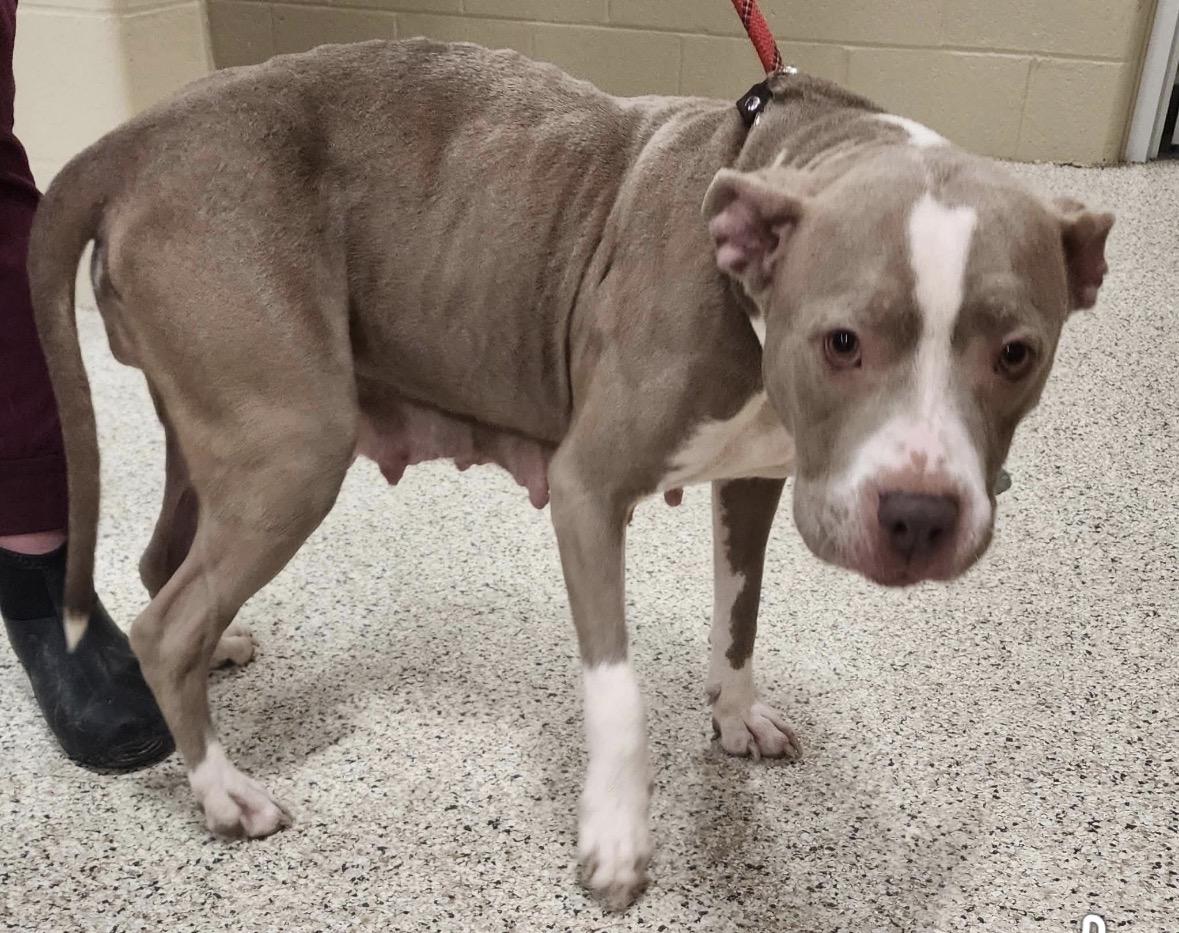 Enlarge Anna, a ADOPTABLE Pit Bull Terrier in Youngstown, OH image 2/2