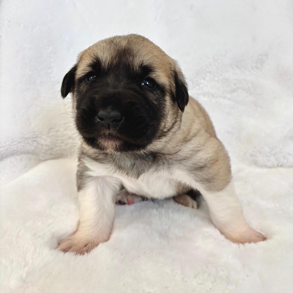 Finnan — thumbnail 2