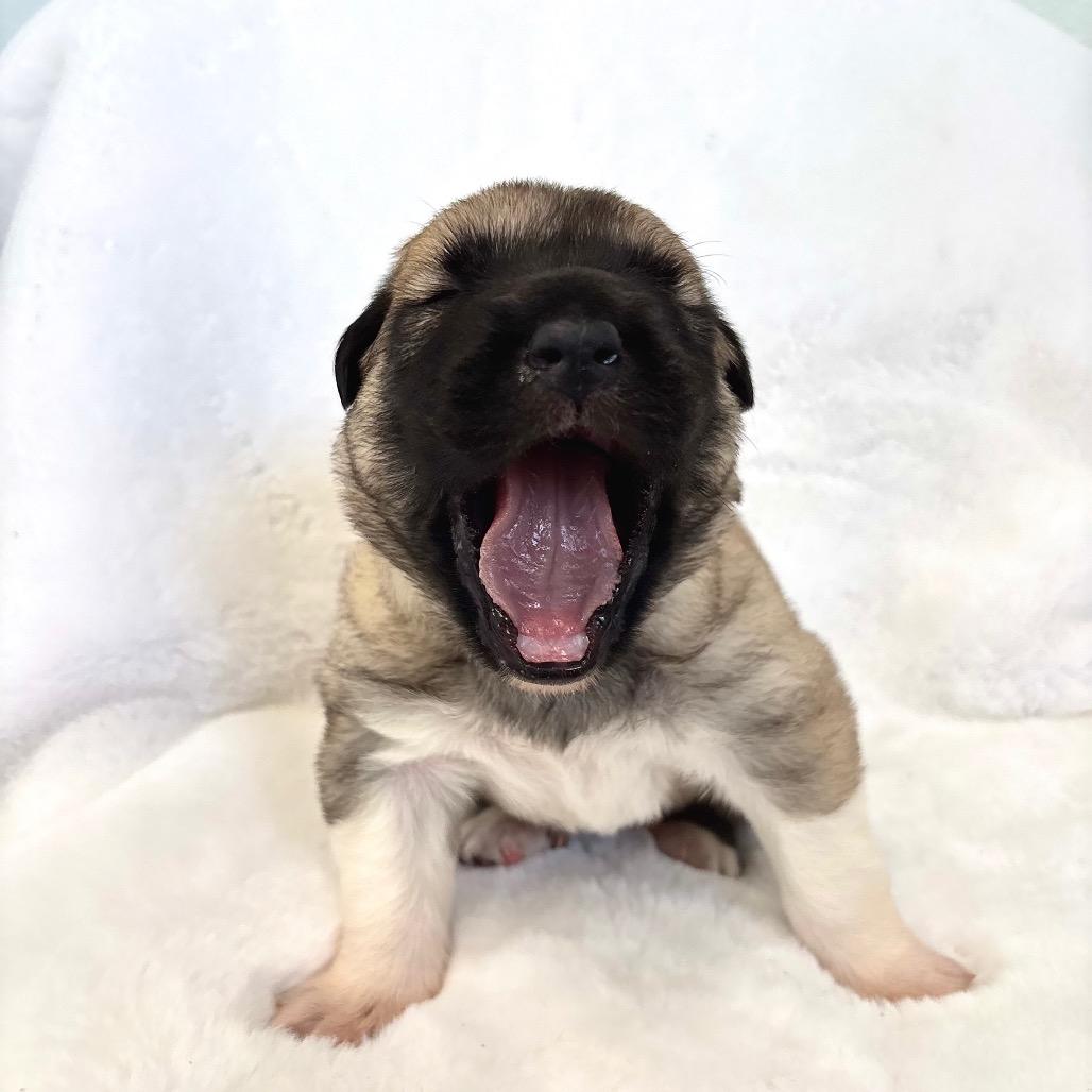 Finnan — thumbnail 5