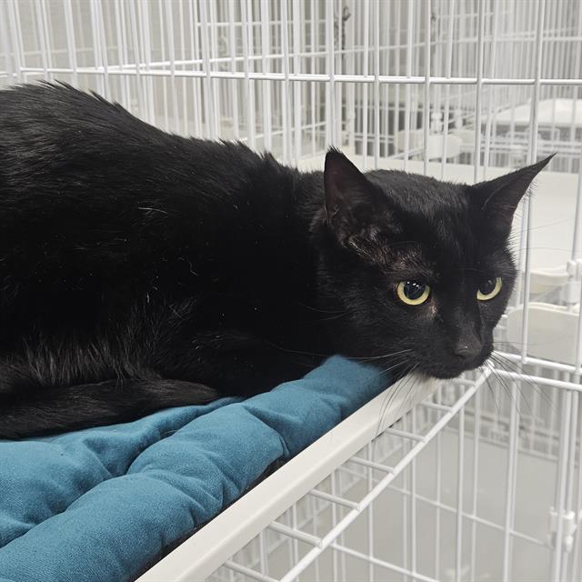 WEDNESDAY, Adoptable, Adult Female Domestic Short Hair.