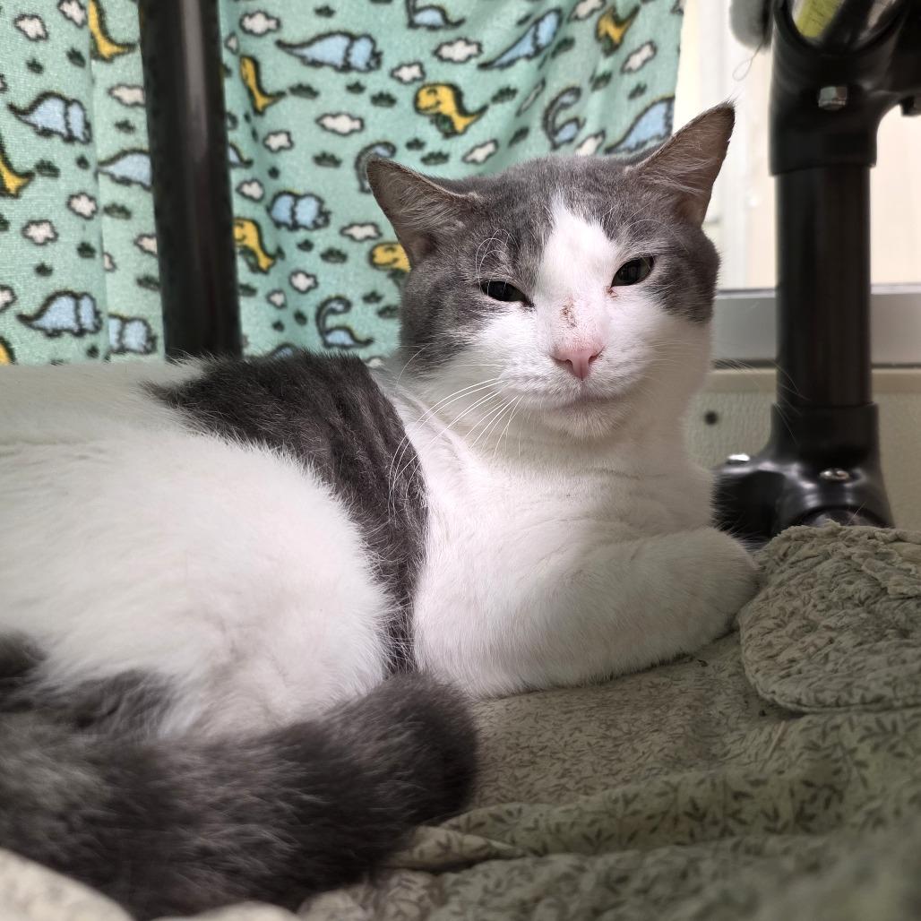 Enlarge Professor Mouse, a Adoptable Domestic Short Hair in Oshkosh, WI image 1/6