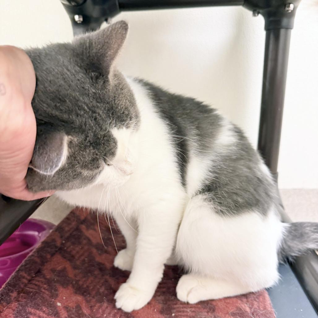 Enlarge Professor Mouse, a Adoptable Domestic Short Hair in Oshkosh, WI image 2/6