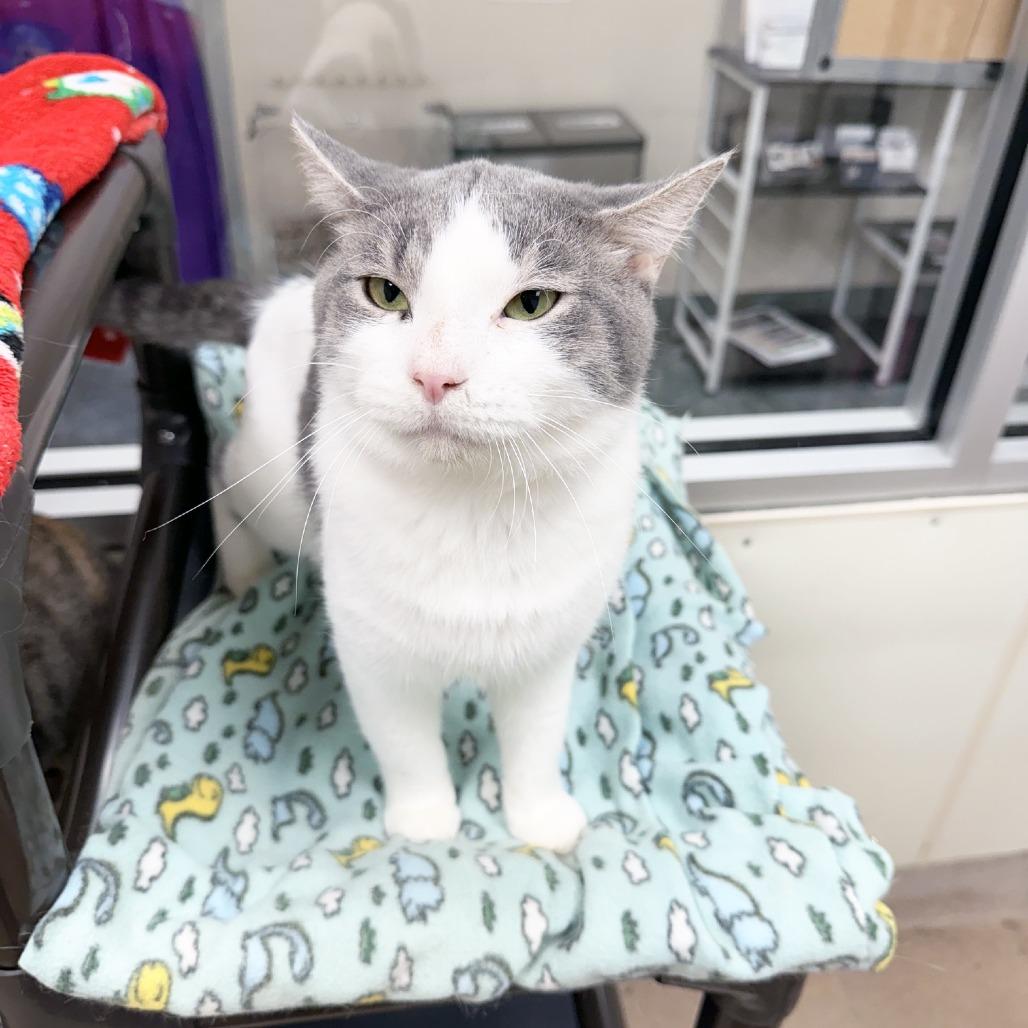Enlarge Professor Mouse, a Adoptable Domestic Short Hair in Oshkosh, WI image 3/6