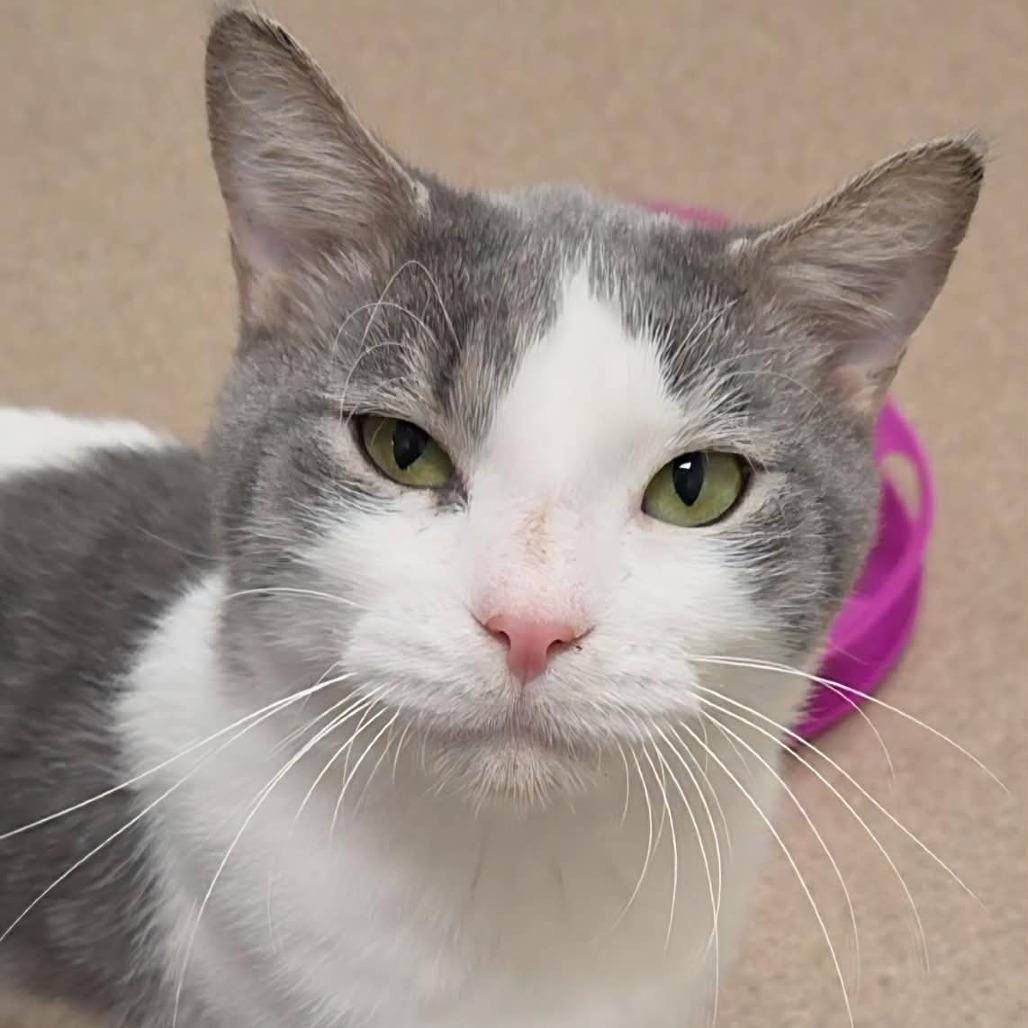 Enlarge Professor Mouse, a Adoptable Domestic Short Hair in Oshkosh, WI image 4/6