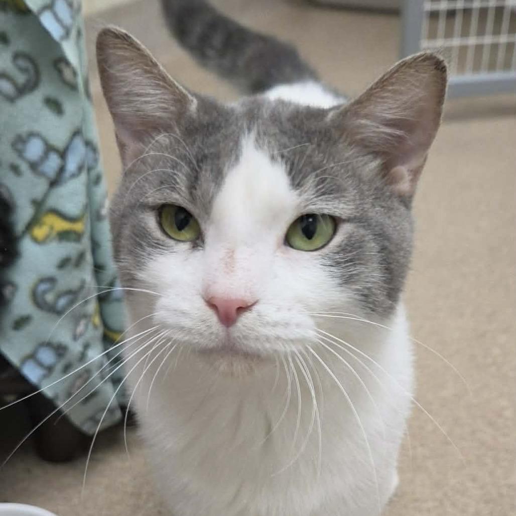 Enlarge Professor Mouse, a Adoptable Domestic Short Hair in Oshkosh, WI image 5/6