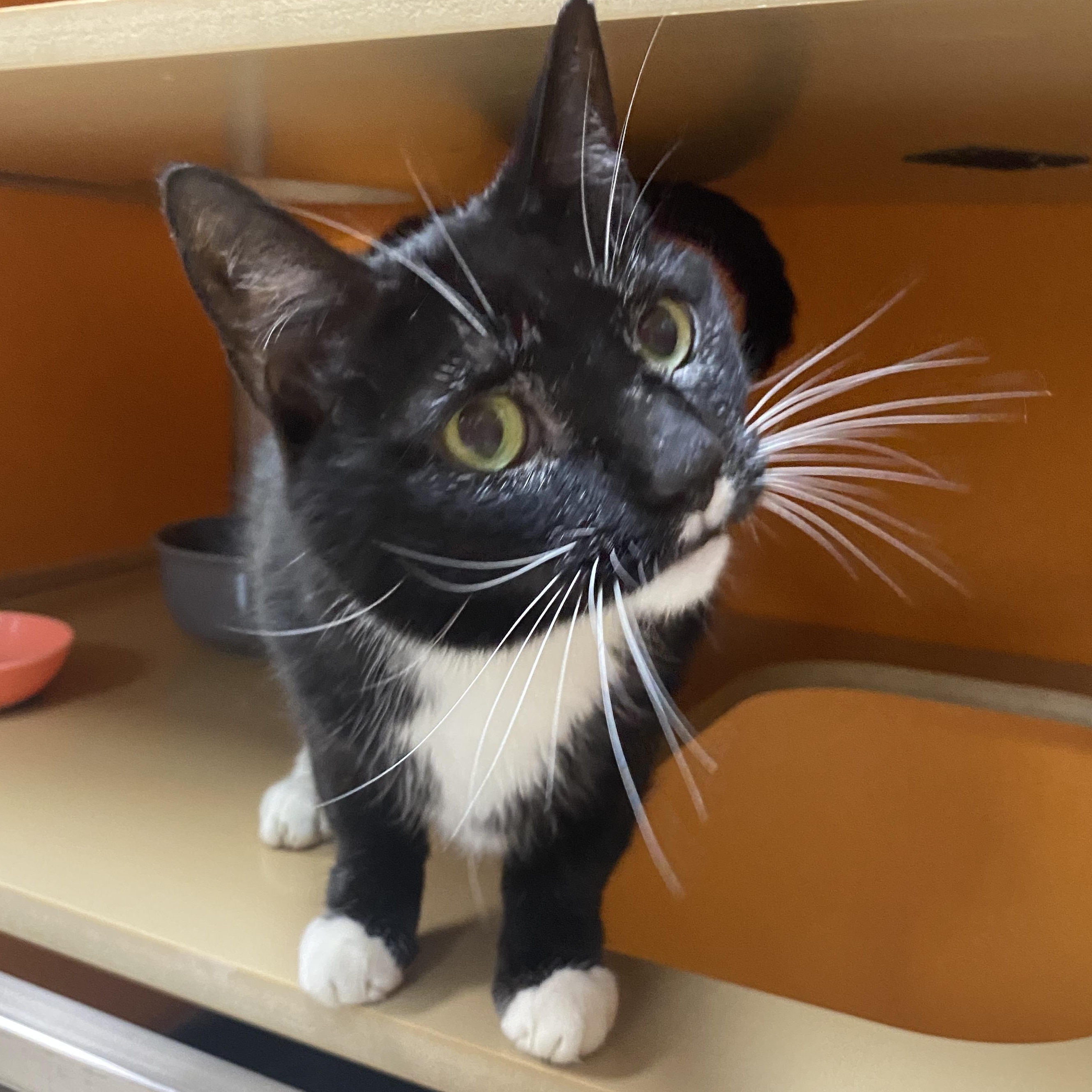 Elderly Cats for Adoption: Loving Companions Awaiting Homes