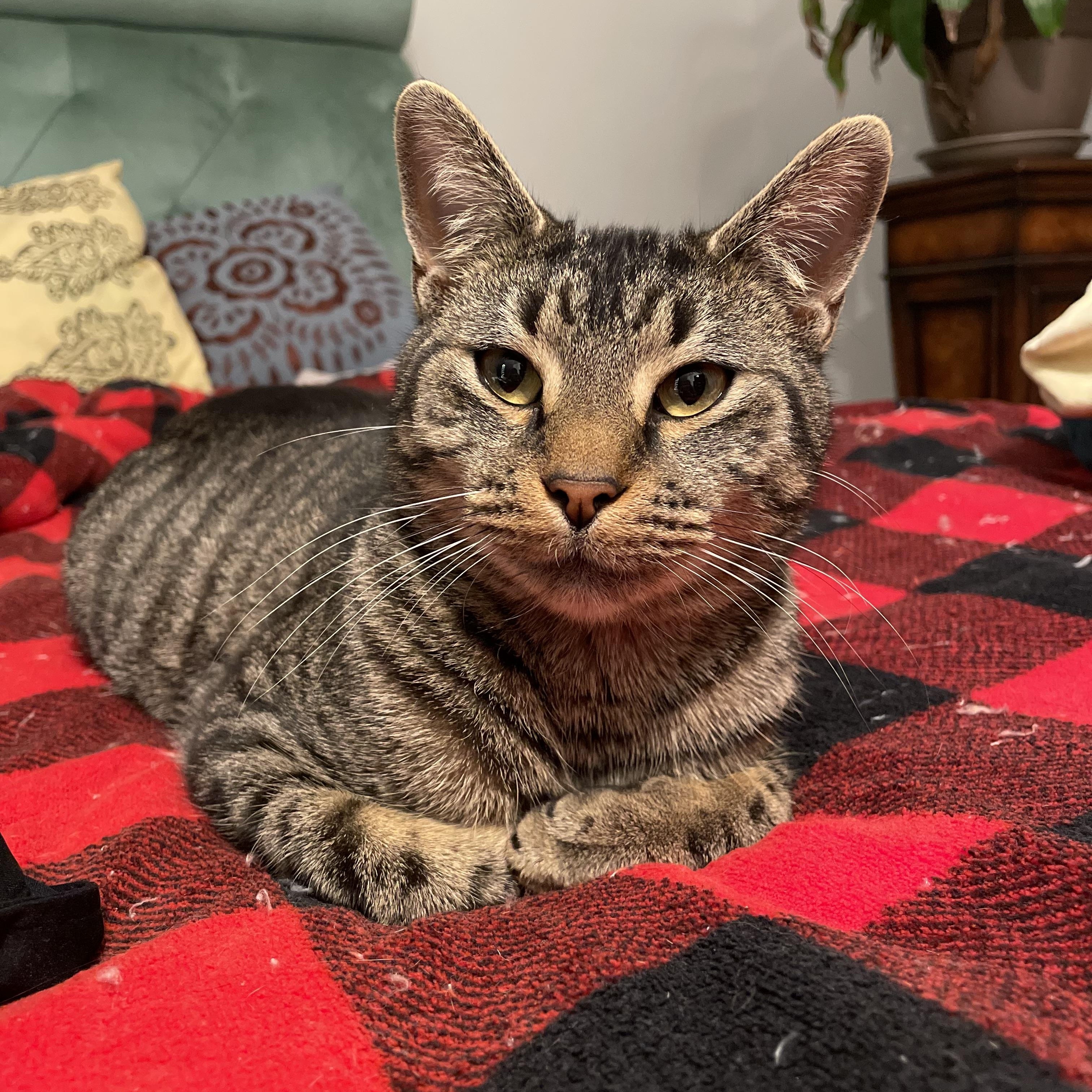 Enlarge Evan, a Adoptable Tabby in Independence, OH image 1/2