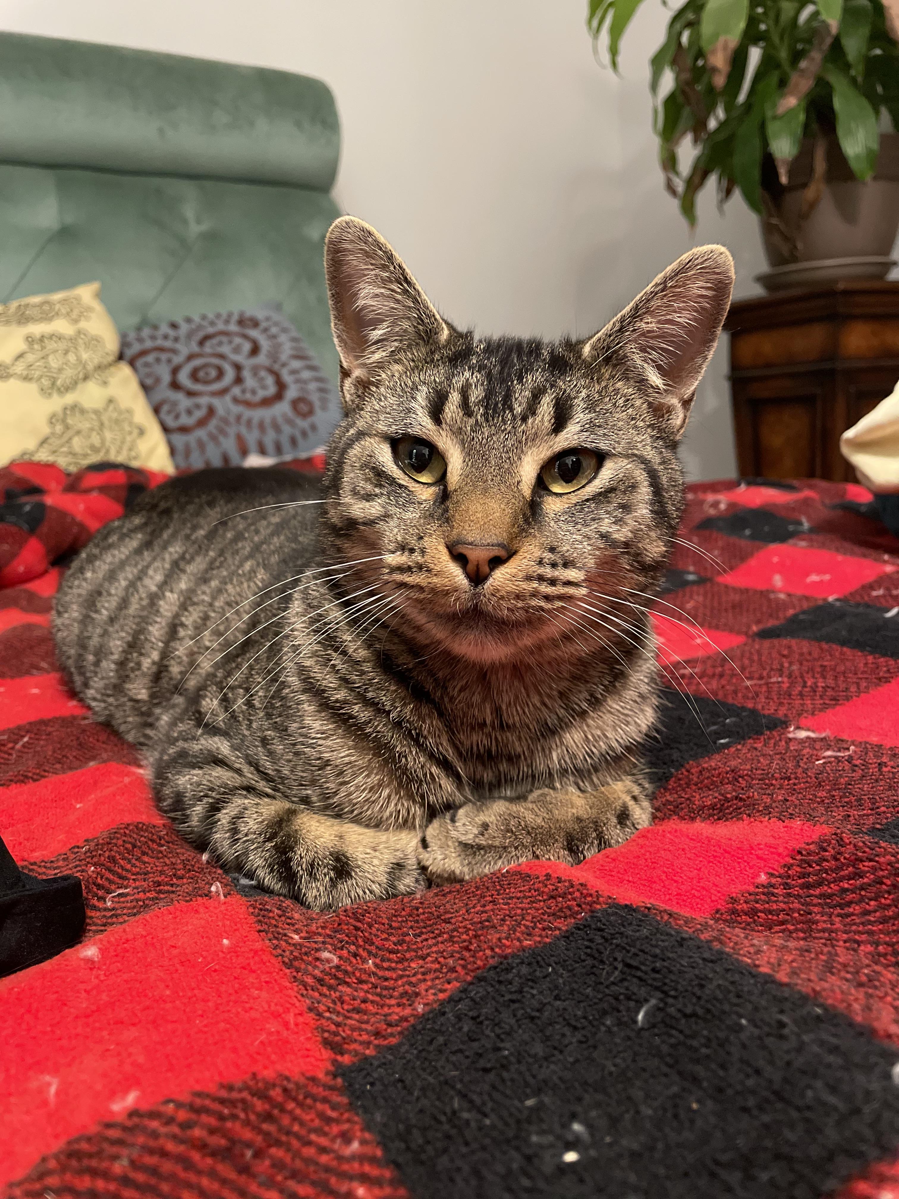 Evan, a Adoptable Tabby in Independence, OH image 1/2