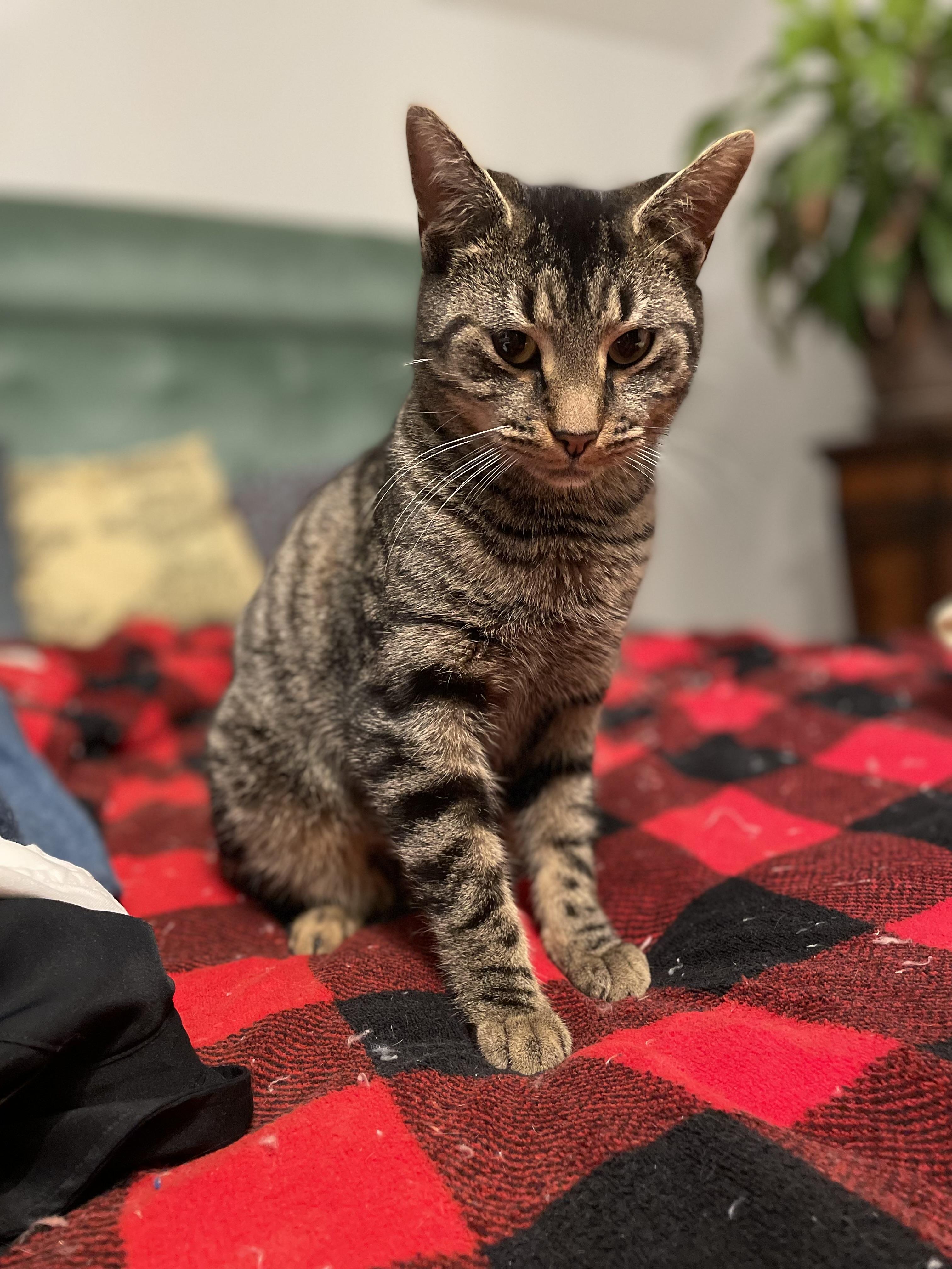 Evan, a Adoptable Tabby in Independence, OH image 2/2